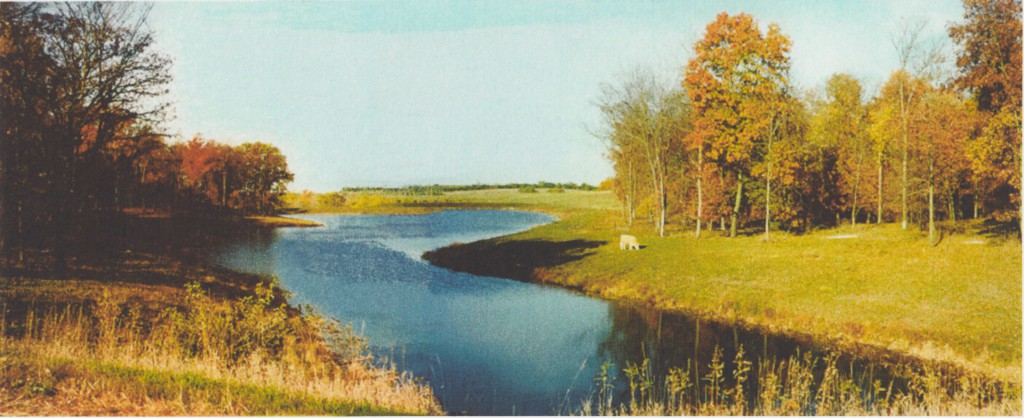 A pasture with timber, river and cow. 